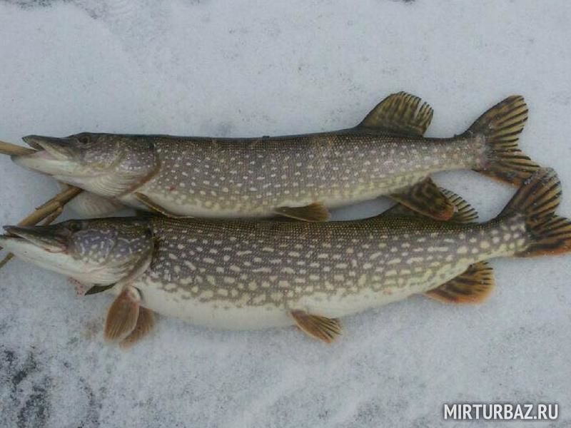 Зимняя рыбалка в Астраханской области: лучшие рыболовные базы