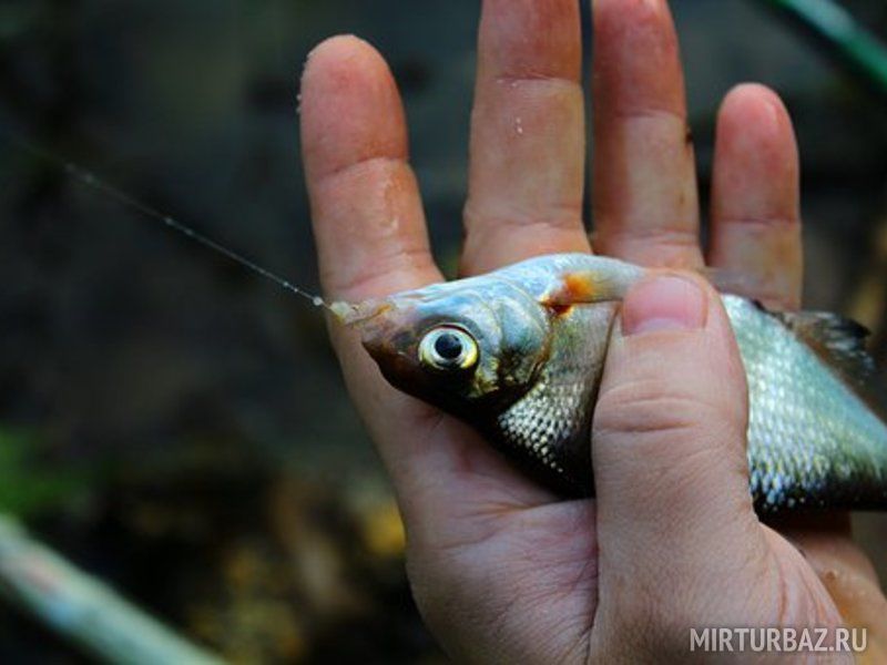 Рыба в руке рыбака