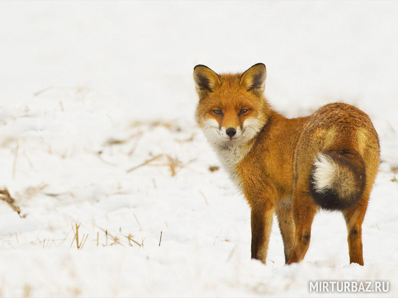 Охота на лисицу в Западной Сибири